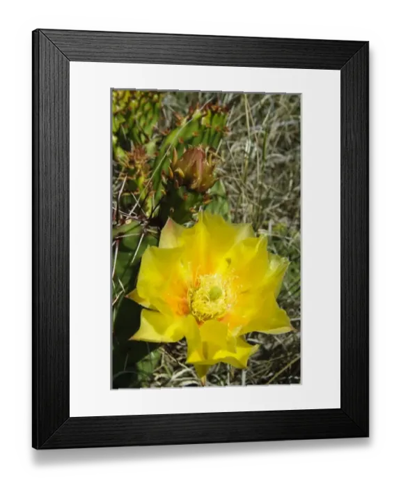Framed Print : USA, North America, New Mexico