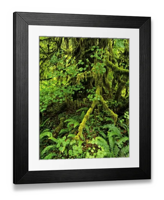 Framed Print : USA, Washington State, Olympic National Forest. Giant conifer, moss and lush foliage Framed Print : USA, Washington State, Olympic National Forest. Giant conifer, moss and lush foliage