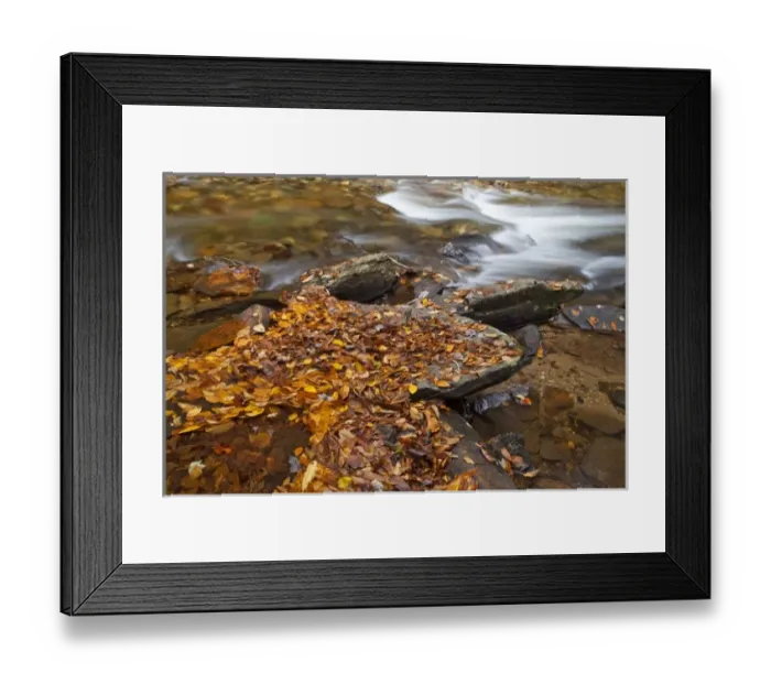 Framed Print : Autumn leaves along Looking Glass Creek in the Pisgah National Forest in North Carolina Framed Print : Autumn leaves along Looking Glass Creek in the Pisgah National Forest in North Carolina