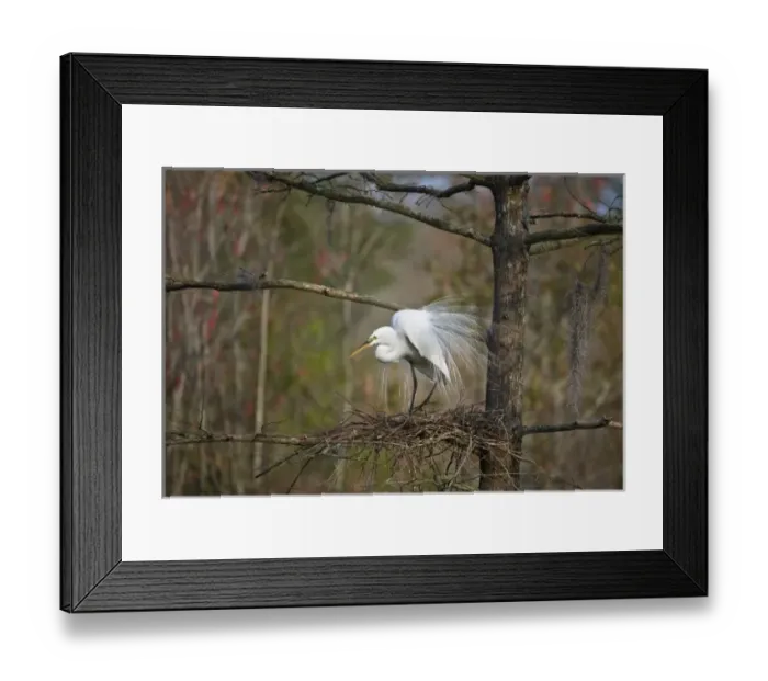 Framed Print : USA, South Carolina, Magnolia Gardens, Audubon Swamp. Great egret in breeding plumage Framed Print : USA, South Carolina, Magnolia Gardens, Audubon Swamp. Great egret in breeding plumage