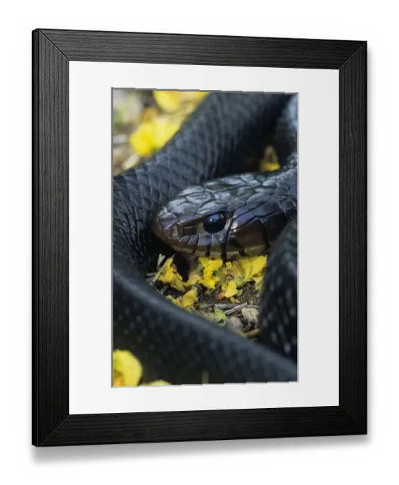 Framed Print : Texas Indigo Snake, Dryon corais erebennus, adult with Retama (Parkinsonia aculeata) blossoms Framed Print : Texas Indigo Snake, Dryon corais erebennus, adult with Retama (Parkinsonia aculeata) blossoms