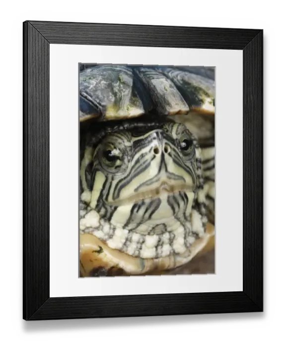 Framed Print : USA, North America, Tennessee Framed Print : USA, North America, Tennessee