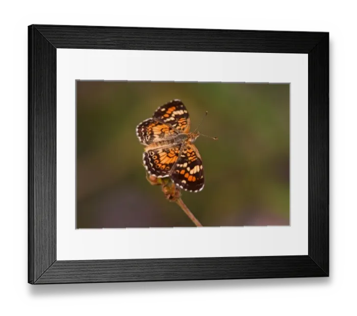 Framed Print : Phaon Crescent (Phycoides phaon) butterfly sunning, early morning, Edinburg, Texas Framed Print : Phaon Crescent (Phycoides phaon) butterfly sunning, early morning, Edinburg, Texas