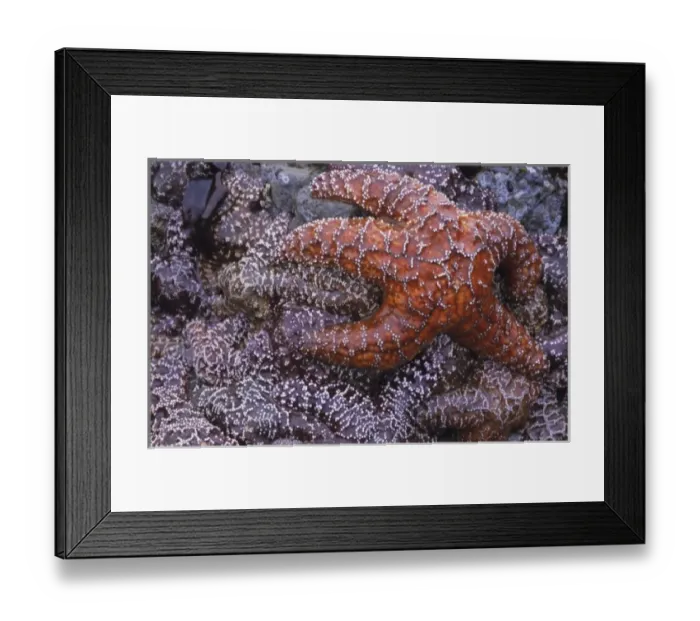 Framed Print : Purple and ochre sea stars encrusting a rock, Rialto Beach, Olympic National Park