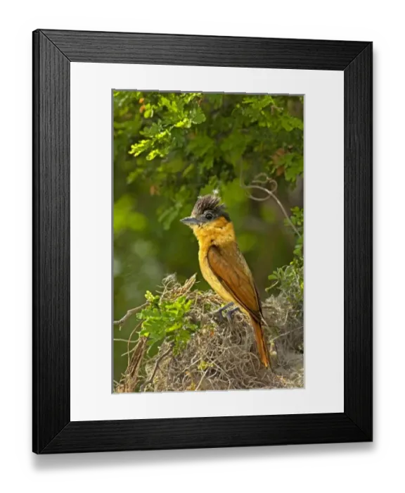 Framed Print : USA, North America, Texas Framed Print : USA, North America, Texas