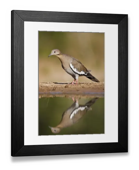 Framed Print : White-winged Dove (Zenaida asiatica) adult on ground foraging for seeds, south Texas, USA