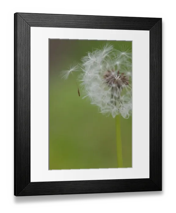 Framed Print : USA, Ohio, Cincinnati. A seedling falls off a dandelion clock