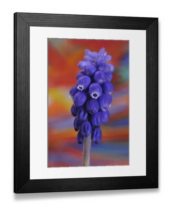 Framed Print : USA, Oregon, Portland. Close-up of blue grape hyacinth flower Framed Print : USA, Oregon, Portland. Close-up of blue grape hyacinth flower