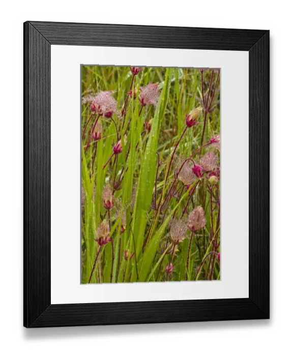 Framed Print : USA, North America, North Dakota Framed Print : USA, North America, North Dakota
