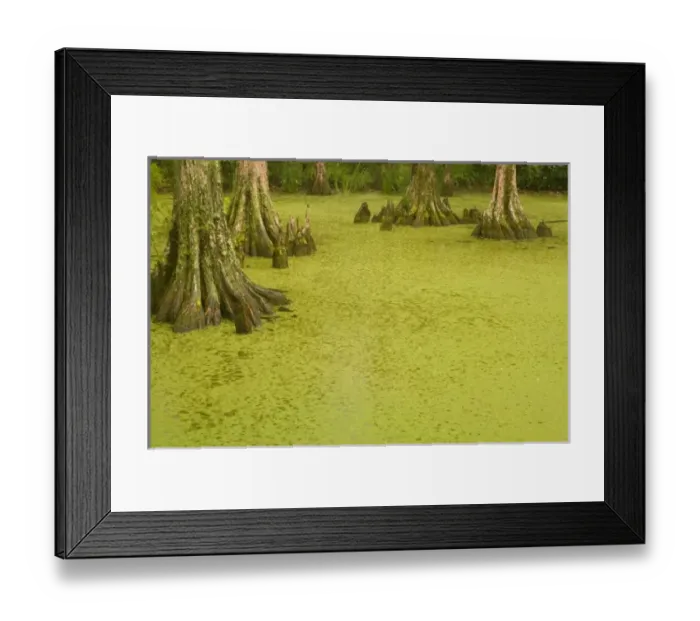 Framed Print : USA, North America, South Carolina