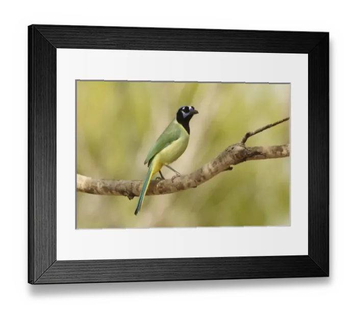 Framed Print : USA, North America, Texas