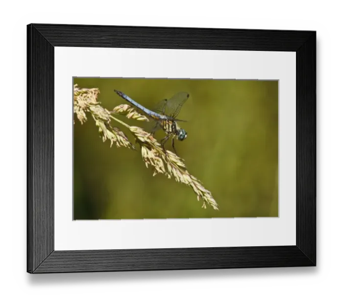 Framed Print : USA, North America, Oregon