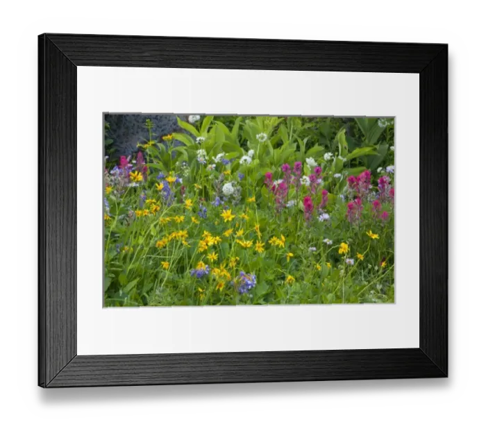 Framed Print : Wildflower meadows at Paradise in Mount Rainier National Park in Washington