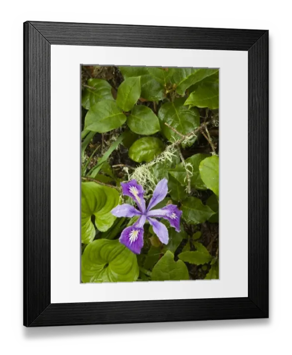 Framed Print : Beautiful flora on Trail behind Heceta Head Lighthouse - State Park. Near Florence Framed Print : Beautiful flora on Trail behind Heceta Head Lighthouse - State Park. Near Florence