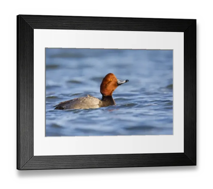 Framed Print : Redhead (Aythya americana) duck, adult male swimming on the Laguna Madre (bay) near Framed Print : Redhead (Aythya americana) duck, adult male swimming on the Laguna Madre (bay) near