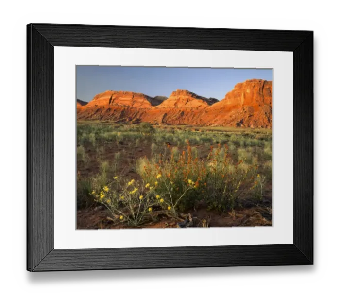 Framed Print : UTAH. USA. Blazing-star (Mentzalia spp. ) & globemallow (Spaeralcea grossulariaefolia)