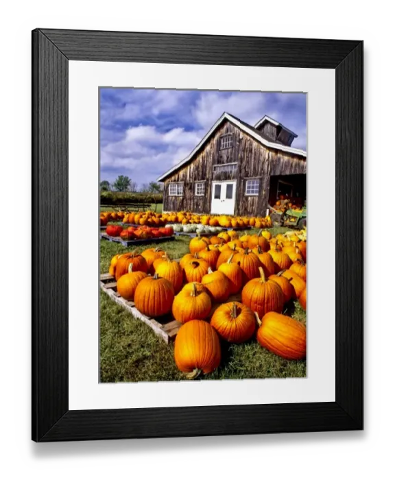 Framed Print : USA, Vermont, Shelbourne, Pumpkins Framed Print : USA, Vermont, Shelbourne, Pumpkins