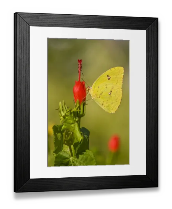 Framed Print : USA, North America, Texas Framed Print : USA, North America, Texas