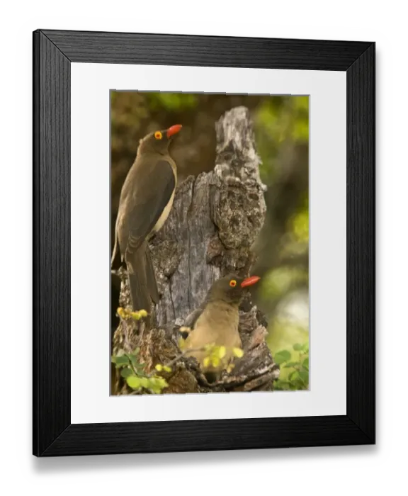 Framed Print : USA, North America, Texas Framed Print : USA, North America, Texas