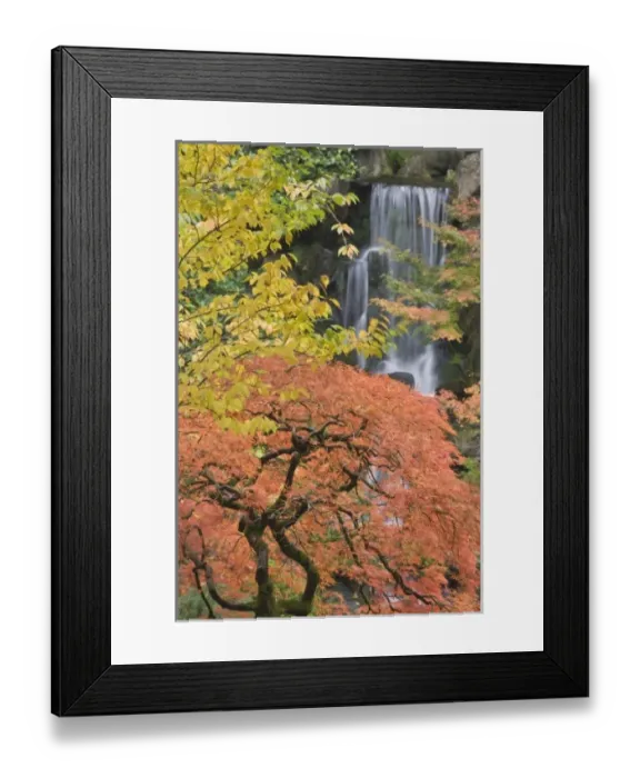 Framed Print : USA, Oregon, Portland. Japanese maple tree and waterfall at Portland Japanese Garden