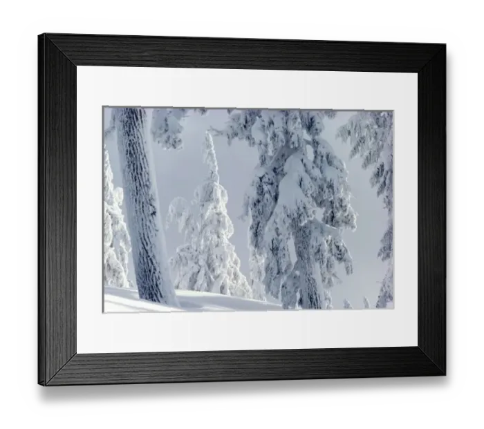 Framed Print : USA, Oregon, Crater Lake area. Thick snow covers a conifer forest near Crater Lake, Oregon Framed Print : USA, Oregon, Crater Lake area. Thick snow covers a conifer forest near Crater Lake, Oregon