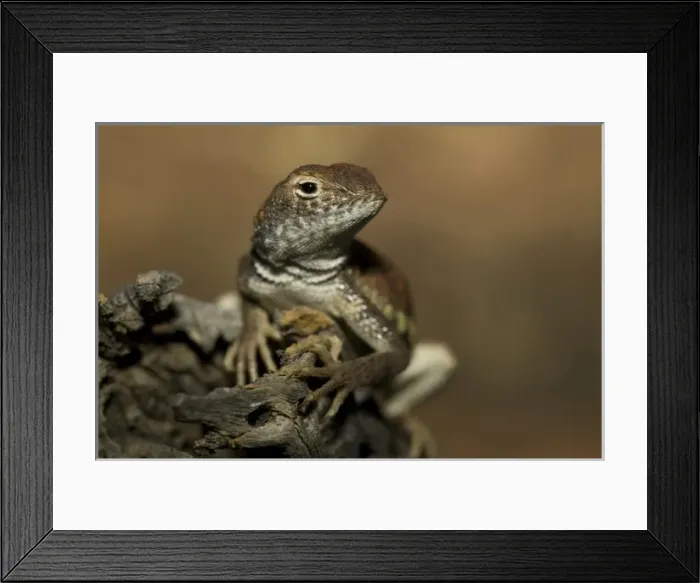 Framed Print : Common Lesser Earless Lizard, Holbrookia maculata, resting on a small branch. Central USA Framed Print : Common Lesser Earless Lizard, Holbrookia maculata, resting on a small branch. Central USA