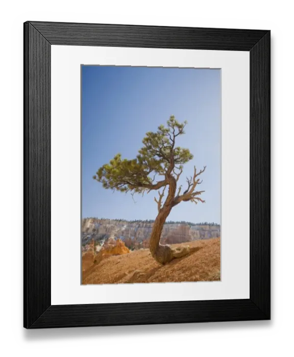 Framed Print : UT, Bryce Canyon National Park, Limber Pine tree