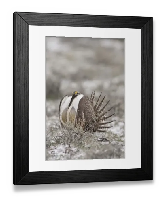 Framed Print : USA, North America, Oregon Framed Print : USA, North America, Oregon