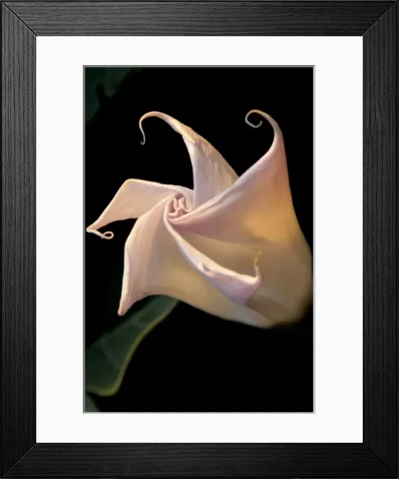 Framed Print : Santa Fe, New Mexico, USA. Datura plant closed, made famous by Georgia O Keefe paintings Framed Print : Santa Fe, New Mexico, USA. Datura plant closed, made famous by Georgia O Keefe paintings