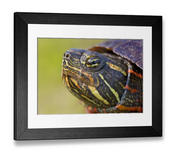 Framed Print : Unknown. North America, USA, New Jersey, Great Swamp NWR. Eastern Painted Turtle