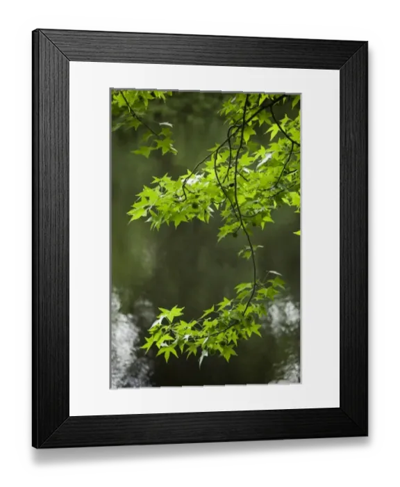 Framed Print : USA, North America, North Carolina Framed Print : USA, North America, North Carolina
