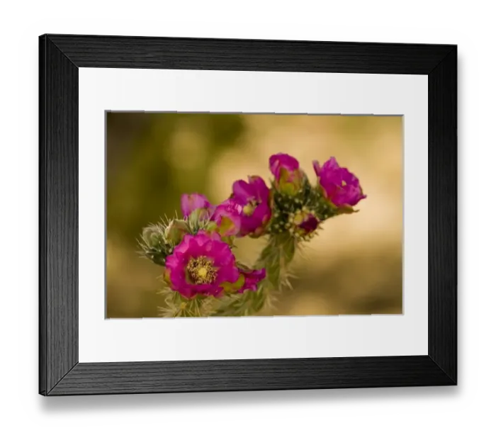 Framed Print : USA, NM. Tree Cholla cactus (Opuntia imbricata) Framed Print : USA, NM. Tree Cholla cactus (Opuntia imbricata)