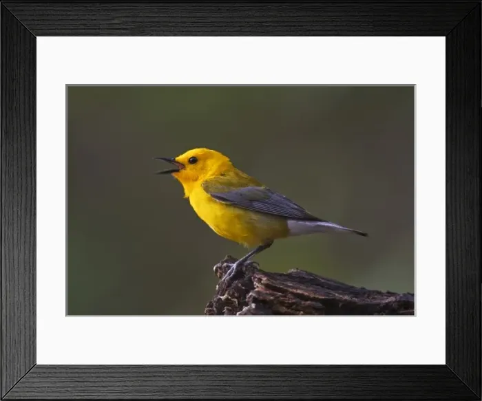 Framed Print : USA, North America, Texas Framed Print : USA, North America, Texas