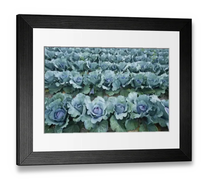 Framed Print : Organic cabbage grows at the Harlow Farm in Westminster, Vermont. Connecticut River Valley
