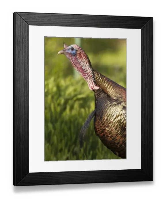 Framed Print : USA, North America, Utah Framed Print : USA, North America, Utah