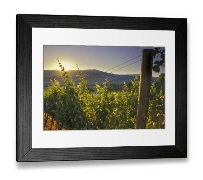 Framed Print : Unknown. Sunrise over Weisingers Vineyard, Ashland, South Oregon, USA, North America Framed Print : Unknown. Sunrise over Weisingers Vineyard, Ashland, South Oregon, USA, North America