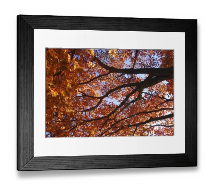 Framed Print : USA, Oregon, Portland. Japanese maple tree in fall color Framed Print : USA, Oregon, Portland. Japanese maple tree in fall color