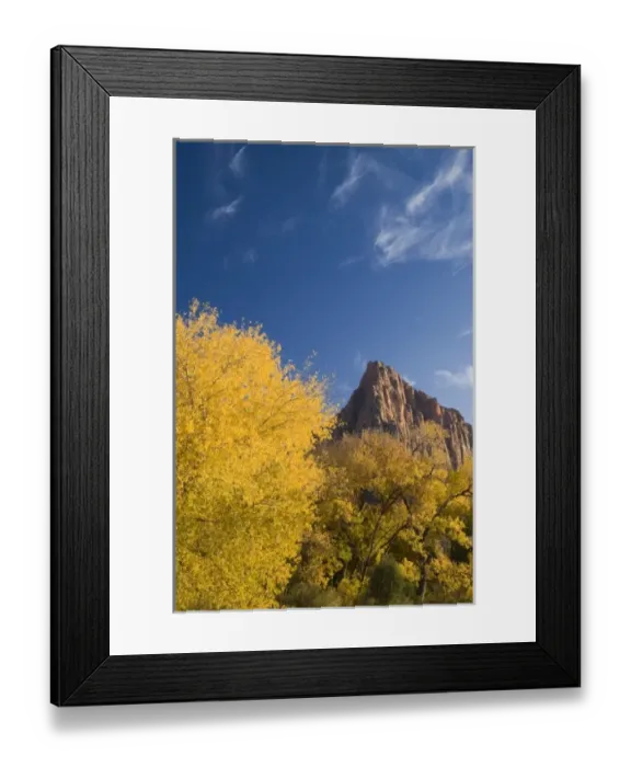 Framed Print : Autumn cottonwoods frame the Watchman in Zion National Park in Utah Framed Print : Autumn cottonwoods frame the Watchman in Zion National Park in Utah