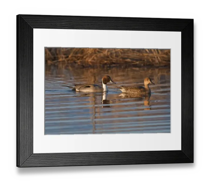 Framed Print : Baskett Slough National Wildlife Refuge, Oregon a pair of Northern Pintails (Anas acuta) Framed Print : Baskett Slough National Wildlife Refuge, Oregon a pair of Northern Pintails (Anas acuta)