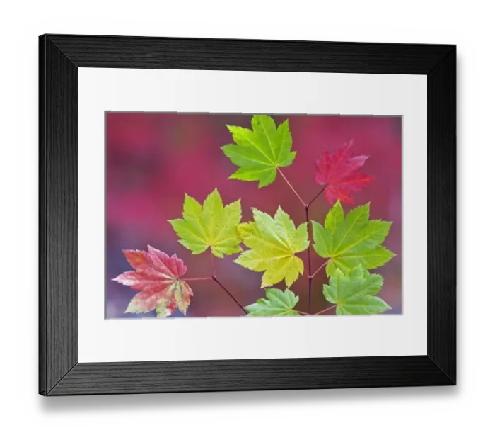 Framed Print : USA, Oregon, Willamette National Forest. Close-up of vine maple leaves in autumn color Framed Print : USA, Oregon, Willamette National Forest. Close-up of vine maple leaves in autumn color