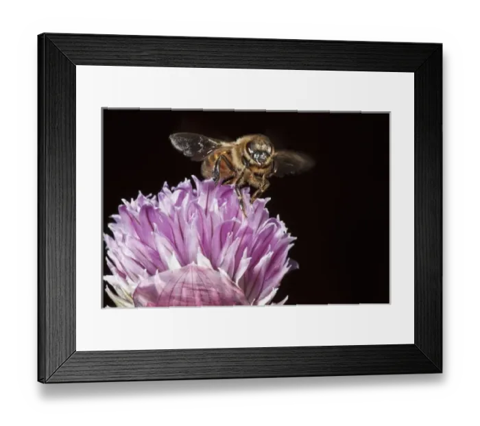 Framed Print : USA, Oregon, Keizer, Honey Bee(Apis mellifera) taking off from chives Framed Print : USA, Oregon, Keizer, Honey Bee(Apis mellifera) taking off from chives