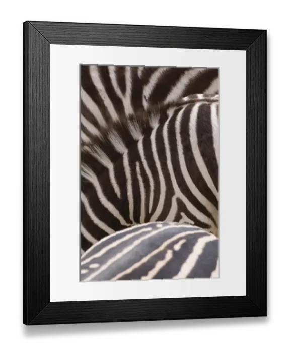 Framed Print : Tight group of Zebras (Equus) create pleasing graphic pattern. Captive