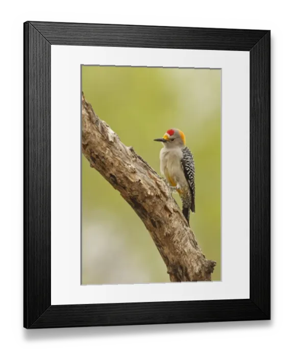 Framed Print : USA, North America, Texas Framed Print : USA, North America, Texas