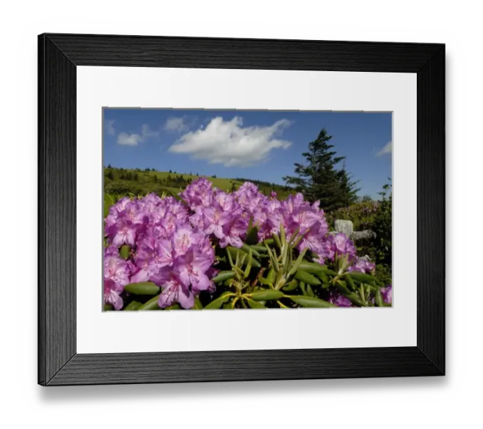 Framed Print : North America, USA, North Carolina, Smoky Mountains, a colorful display of Rhododendron Framed Print : North America, USA, North Carolina, Smoky Mountains, a colorful display of Rhododendron