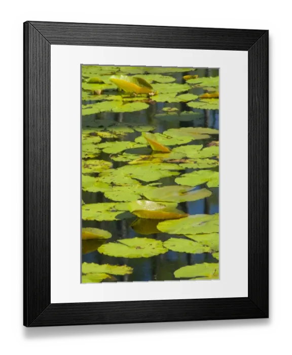 Framed Print : USA, North America, South Carolina Framed Print : USA, North America, South Carolina