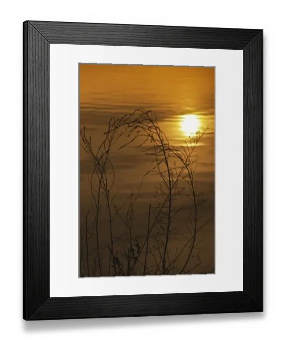 Framed Print : USA, Pennsylvania, Philadelphia, Briar Bush Nature Center. Sunset reflection Framed Print : USA, Pennsylvania, Philadelphia, Briar Bush Nature Center. Sunset reflection