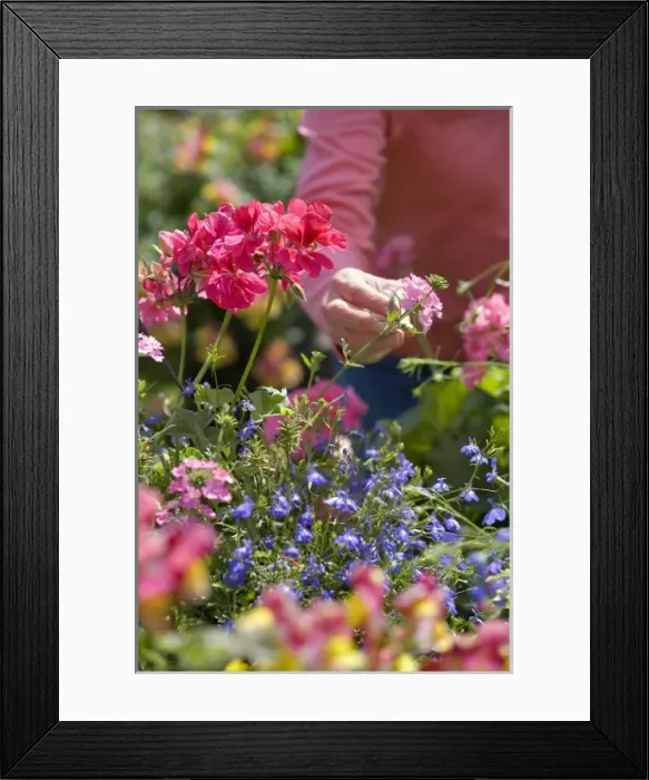 Framed Print : USA, Oregon, Bend. A shopper inspects flowers in baskets at the Farmers Market in Bend, Oregon Framed Print : USA, Oregon, Bend. A shopper inspects flowers in baskets at the Farmers Market in Bend, Oregon
