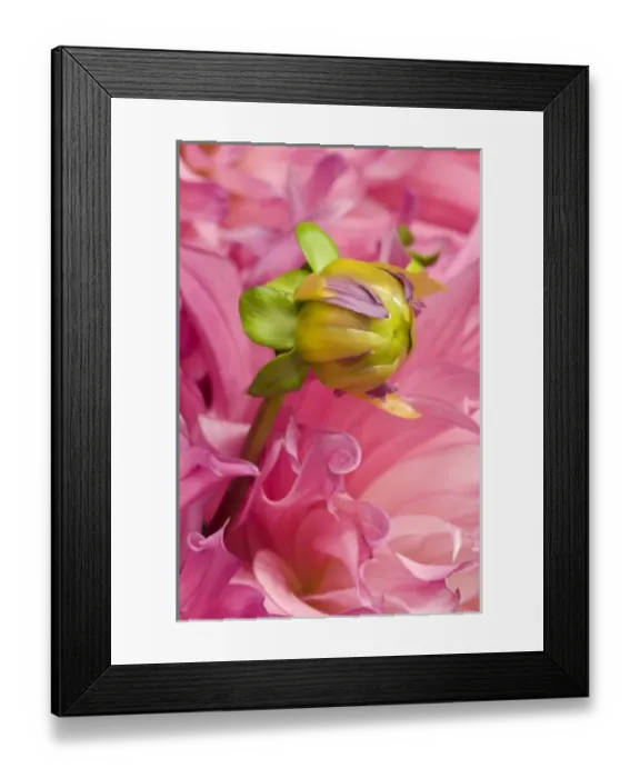 Framed Print : USA, Oregon, Swan Island, Bud Sprouting From Dahlia Framed Print : USA, Oregon, Swan Island, Bud Sprouting From Dahlia