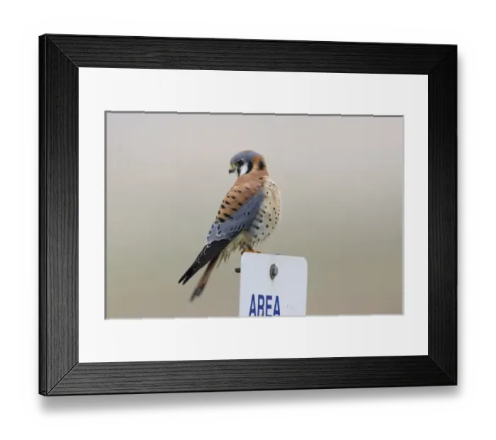 Framed Print : USA, North America, Oregon