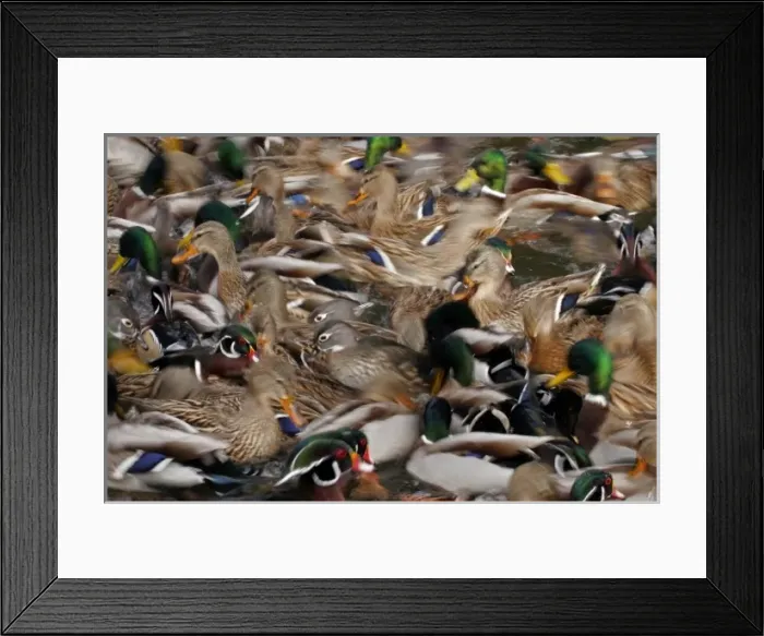 Framed Print : USA, New Mexico, Albuquerque, Rio Grande Zoo. Waterfowl blur Framed Print : USA, New Mexico, Albuquerque, Rio Grande Zoo. Waterfowl blur